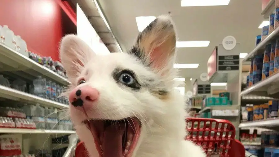 Are Dogs Allowed In Target? Can You Bring Dogs Into Target?