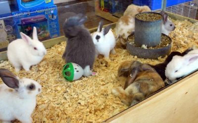 Does Petsmart Sell Bunnies? – Finding Out What They Are Selling At Their Stores!