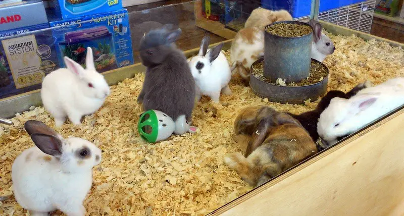 Does Petsmart Sell Bunnies? – Finding Out What They Are Selling At Their Stores!