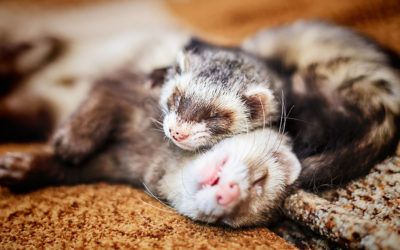 Does Petsmart Sell Ferrets? – Answers And Related Questions