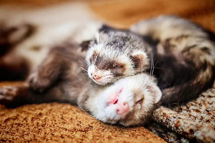 Does Petsmart Sell Ferrets? – Answers And Related Questions