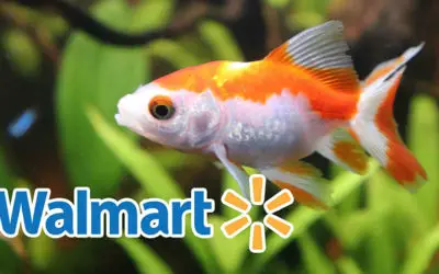 Does Walmart Have Fish? (Lobster And Other Pets)