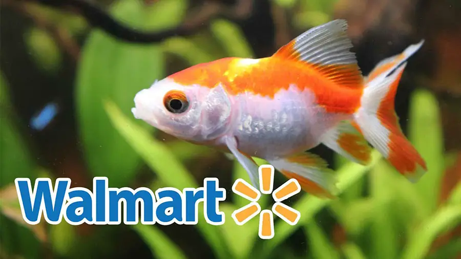 Does Walmart Have Fish
