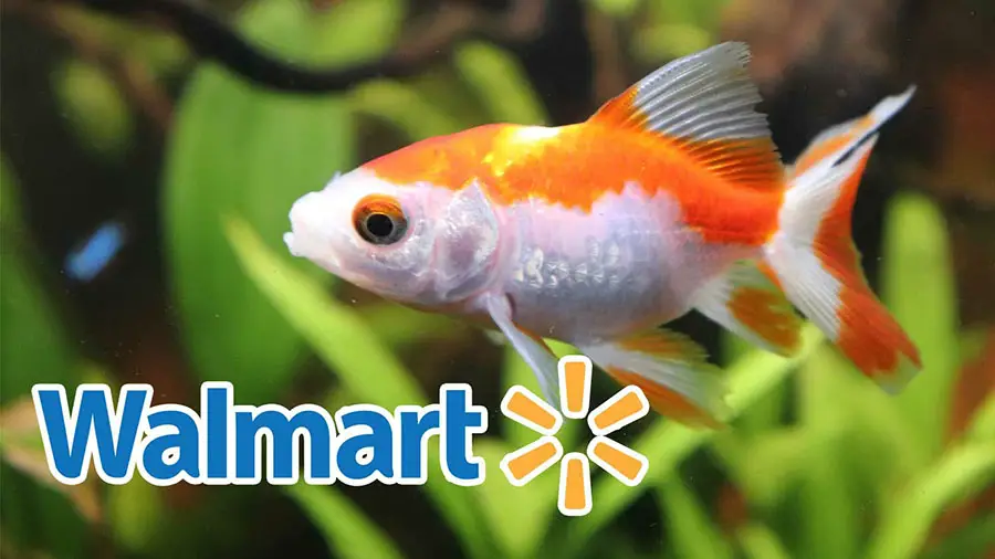 Does Walmart Have Fish? (Lobster And Other Pets)