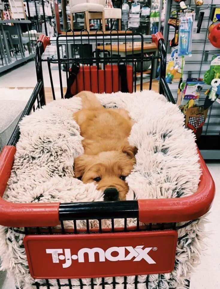 Are Dogs Allowed At Tj Maxx