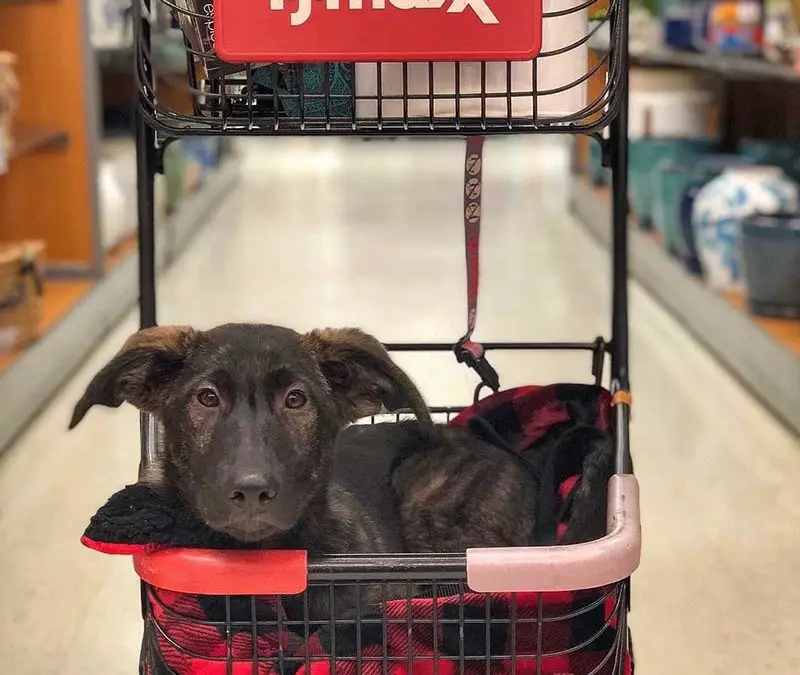 TJ Maxx Dog Friendly Policy in 2022, Latest Update