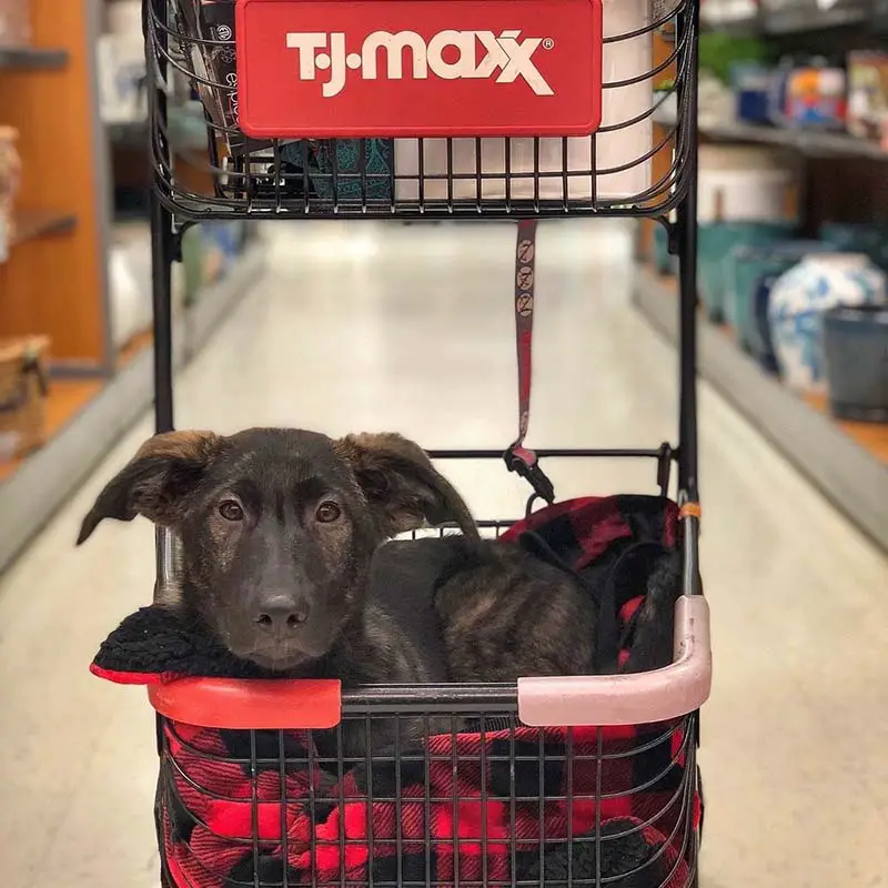 TJ Maxx Dog Friendly Policy