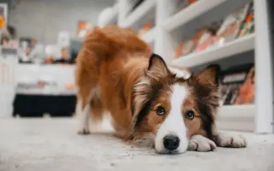 Are dogs allowed in Hobby Lobby? Can You Bring Dogs inside?