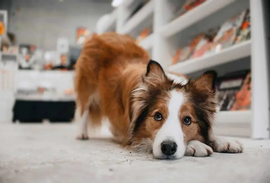 Does Hobby Lobby Allow Dogs? Tips To Take Your Pet Along