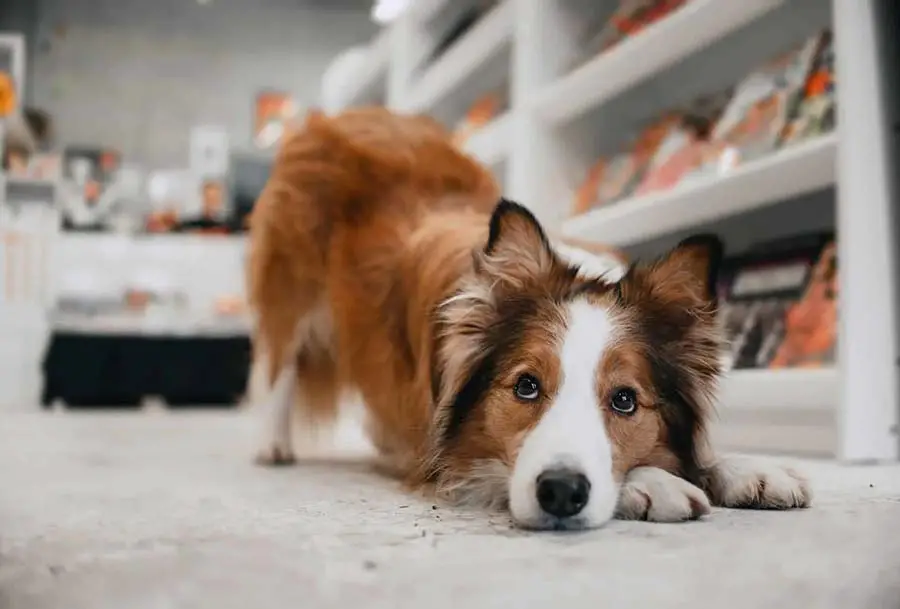 Are dogs allowed in Hobby Lobby? Can You Bring Dogs inside?