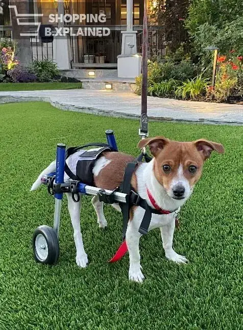 Handicapped dog